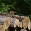 Chipmunk on Wood Pile