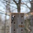 Downy Woodpecker Renovating