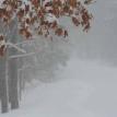 Oak in Snow Storm