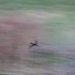 Red Winged Black Blurred